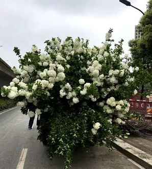 木绣球与琼花区别，木绣球的百度百科