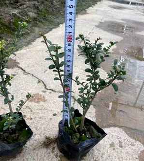 龟甲冬青百度百科，龟甲冬青开花图片