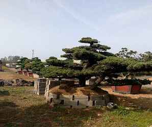怎么修剪宫岛大板松，宫岛大板松怎么栽培