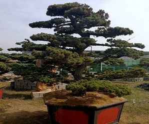 怎么修剪宫岛大板松，宫岛大板松怎么栽培