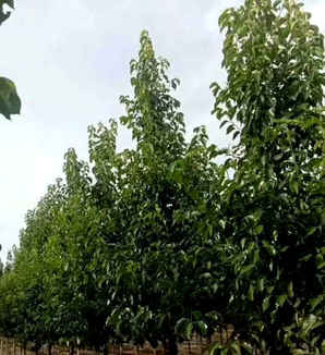 彩叶豆梨树苗价格，河南彩叶豆梨树苗