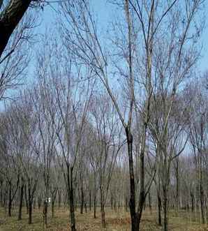 板栗树种在院子门前吗，板栗树能不能种植在院子