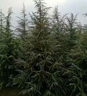 雪松树的寓意和象征，雪松树适合种家里还是墓地