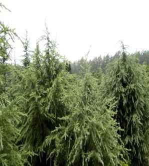 雪松树的寓意和象征，雪松树适合种家里还是墓地