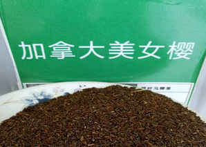 美女樱种子种植方法步骤，美女樱种子需要浸泡吗