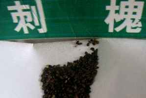 刺槐种子，刺槐种子哪里有出售的