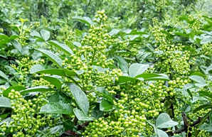 花椒种子哪里哪里有卖，花椒种子在什么地方能买到