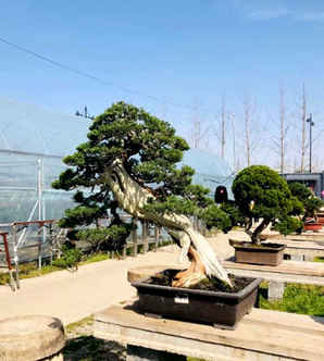 系鱼川真柏盆景批发价格，宫岛系鱼川真柏盆景