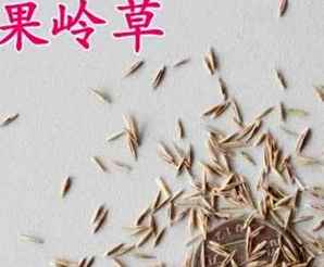 果岭草种子，果岭草种子种植基地