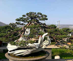 系鱼川真柏盆景批发价格，宫岛系鱼川真柏盆景