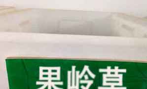 果岭草种子，果岭草种子种植基地