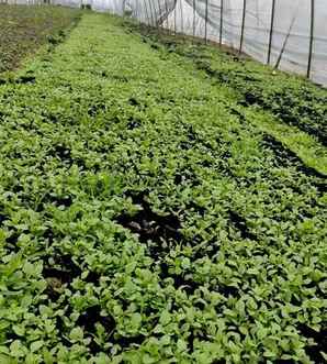 婆婆纳种植基地，阿拉伯婆婆纳种植方法