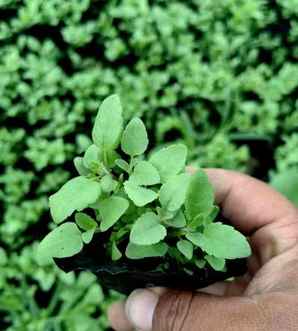 婆婆纳种植基地，阿拉伯婆婆纳种植方法