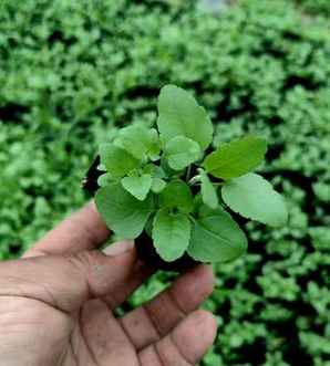婆婆纳种植基地，阿拉伯婆婆纳种植方法