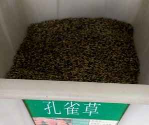 孔雀草种子怎么种，孔雀草种子几天发芽