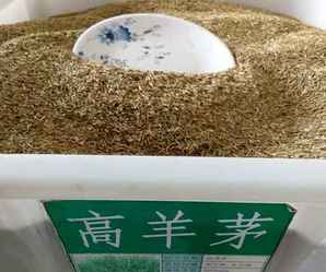 高羊茅草坪种子公司，高羊茅的种子