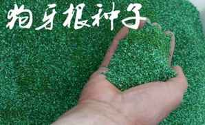 狗牙根种子性状，狗牙根带壳种子