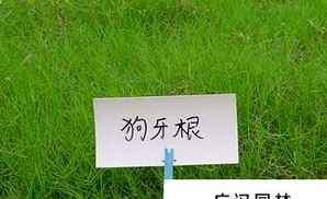 狗牙根种子性状，狗牙根带壳种子