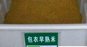 包衣早熟禾种子，包衣早熟禾种子