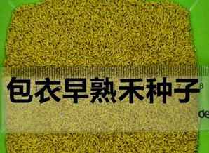 包衣早熟禾种子，包衣早熟禾种子