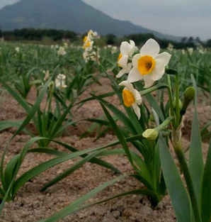 水仙花开，水仙花