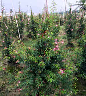 细叶合欢小苗哪里有卖的，香水合欢小苗哪里可以买到