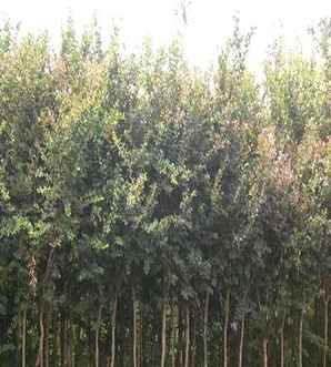 紫薇种植方法，紫薇种植方法