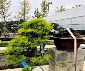黑松盆景图片，黑松盆景图片大全欣赏