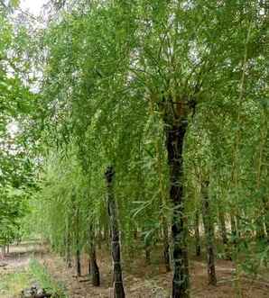金丝垂柳哪里种植的，河南金丝垂柳种植基地电话