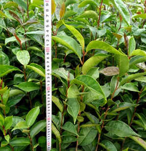 红花油茶怎么种植才高产，红花油茶种子怎么种植