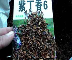 紫丁香种子多少钱一颗，现在紫丁香种子多少钱一斤