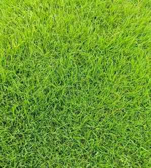 百慕大草坪，百慕大草坪批发价格