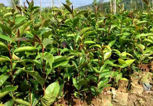 红花油茶怎么种植才高产，红花油茶种子怎么种植