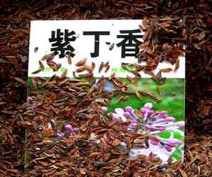 紫丁香种子多少钱一颗，现在紫丁香种子多少钱一斤