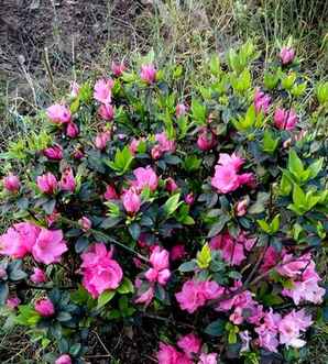 绿色小苗春鹃种植最佳时间，春鹃种植季节管理