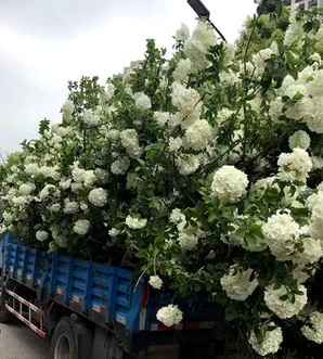 木绣球的花语，木绣球的花语至死不渝