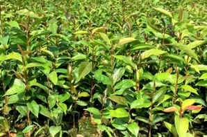 大果红花油茶种植要求高吗，红花油茶种子一亩地需要多少斤