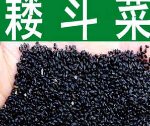 大花耧斗菜多少钱一株，耧斗菜多少钱一盆