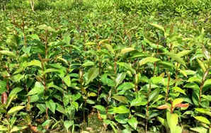 红花油茶种子秋播种，大果红花油茶适种范围