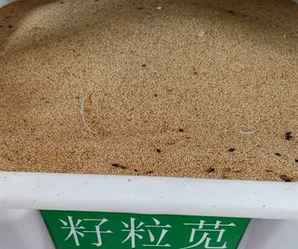 哪里可提供正宗籽粒苋种子，籽粒苋种子批发价格