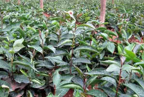 红花油茶种子可以种吗，红花大果油茶的种子可以做种吗