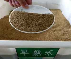 早熟禾种子多少钱一斤，早熟禾种子多少一斤