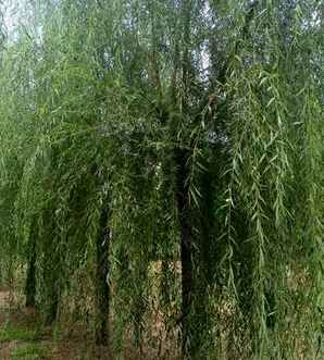 金丝垂柳种植的好处你知道吗，金丝垂柳小苗怎么种植的