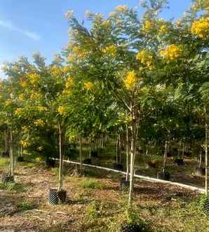 黄花槐开花时间，黄花槐什么时候开花