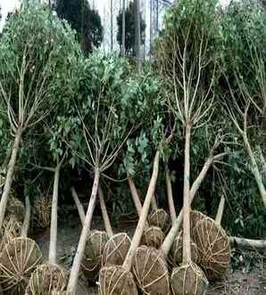 大叶女贞的种植管理，四川大叶女贞种植基地