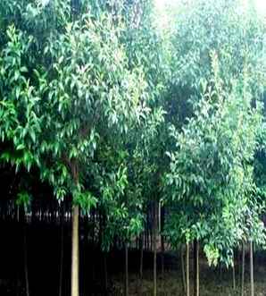 大叶女贞的种植管理，四川大叶女贞种植基地