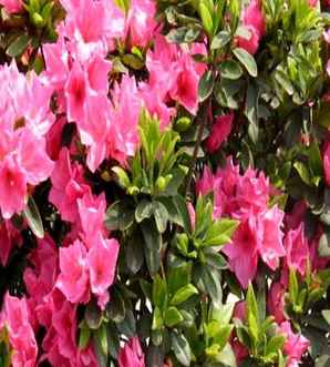 春鹃开花图片，春鹃几月开花
