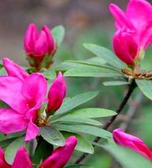 春鹃开花图片，春鹃几月开花