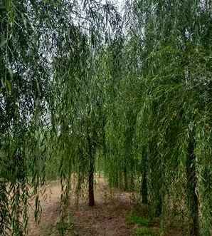 金丝垂柳种植的好处你知道吗，金丝垂柳小苗怎么种植的