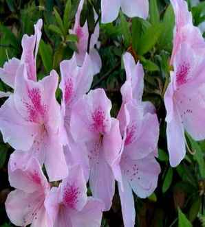 春鹃开花图片，春鹃几月开花